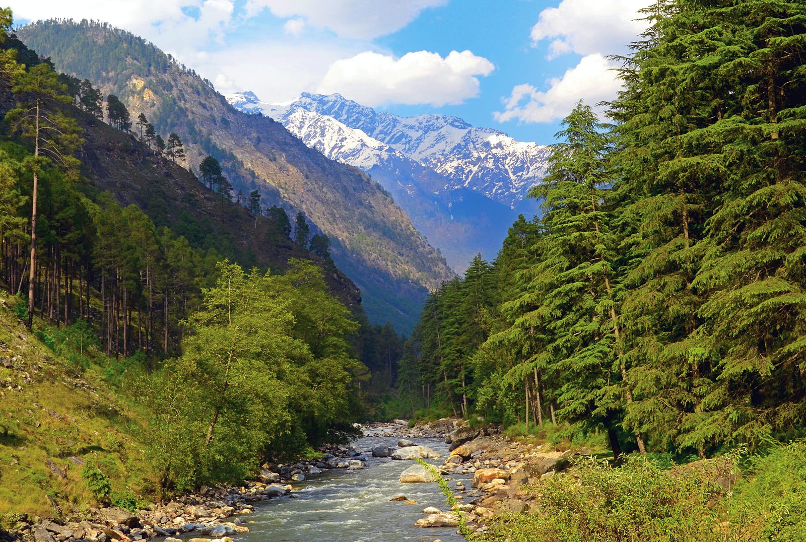 Предгорья гималаев. Гималаи Долина Парвати. Река Парвати Гималаи. Долина Парвати Индия. Гималаи Кедровый лес.